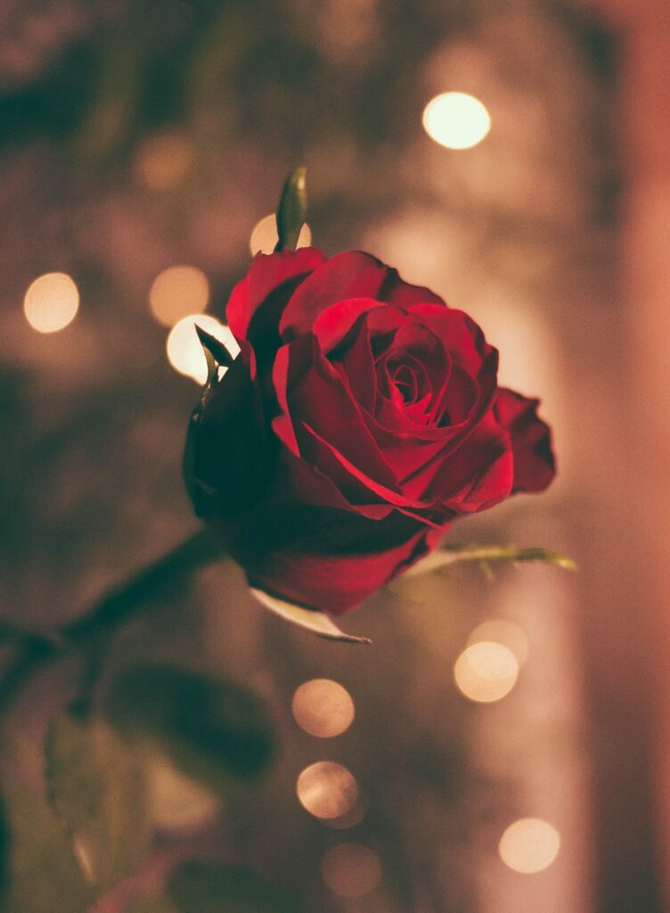 jamie street unsplash - une rose pour la saint-valentin