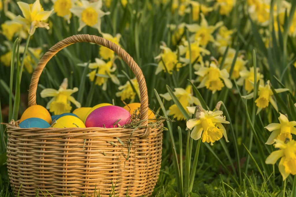 A wicker basket with colorful Easter eggs amidst blooming daffodils in spring.